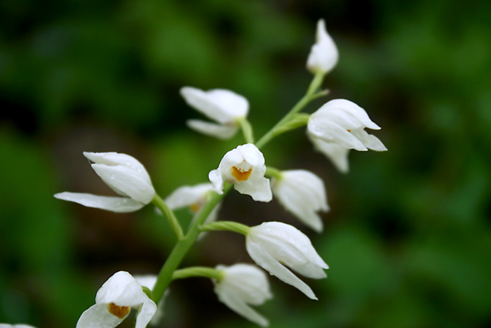 Identificazione: Cephalanthera longifolia, Faentino (RA)